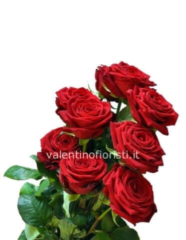 Rose a stelo di prima scelta