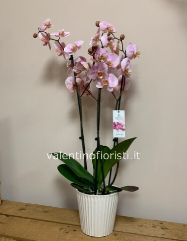 Phalaenopsis 3 rami