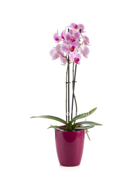orchidea con vaso